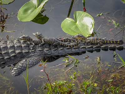 Florida 2016