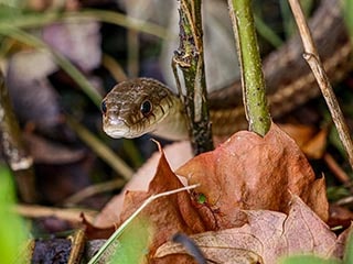 Snakes 2021